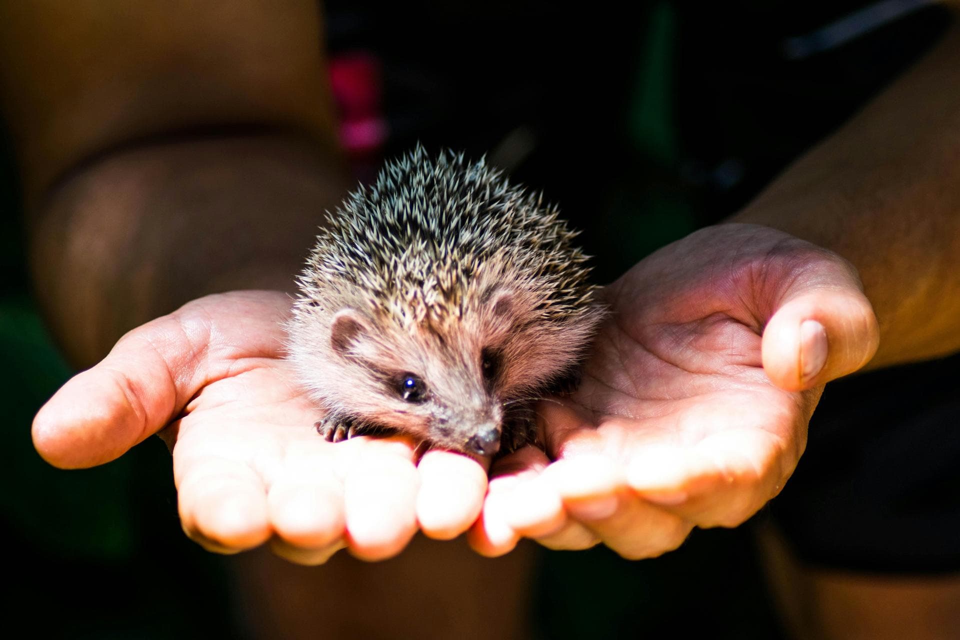 Best Vets in Jonesboro